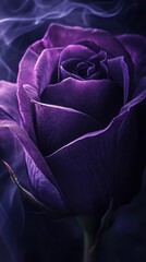 Obraz premium Close-up of a vibrant purple rose with misty background