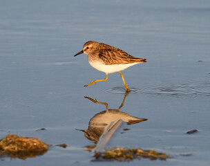 Least sandpiper (Calidris minutilla) walking at the ocean beach in search for food, Galveston Island, USA