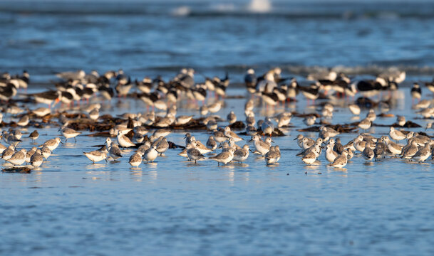 The mixed flock of least sandpipers (Calidris minutilla), black skimmers and sanderlings (Calidris alba), feeding on the ocean shore, Galveston Island, USA