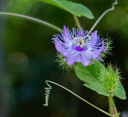 The open flower of Passiflora incarnata on a deep green background