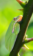 American green tree frog (Hyla cinerea) dreaming on a tree branch, Galveston, Texas, USA