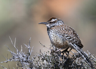 Cactus wren (Campylorhynchus brunneicapillus), Red Rock Canyon, Nevada, USA.