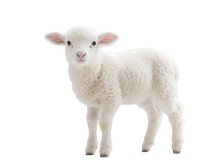 Fototapeta premium Adorable White Lamb Standing Isolated on Black Background
