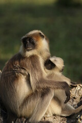 grey langur in Kabini National Park, Sri Lanka 