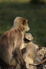 Obraz premium grey langur in Kabini National Park, Sri Lanka 
