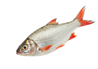 Fototapeta premium Rudd fish with silver scales and red fins isolated on transparent background