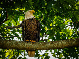 Bald eagle on branch