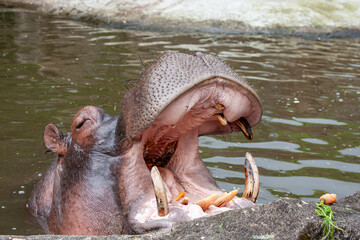 A hippopotamus, partially submerged, opens its large mouth wide, revealing its teeth. It's...