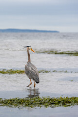 Great blue heron wading in the water at low tide in Puget Sound with feathers blowing in the wind, Marina Beach Park, Edmonds, Washington
