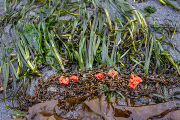 Bright orange fish eggs in piles on brown kelp and green sea grass, on the beach at low tide, marine environment in Puget Sound, Marina Beach Park, Edmonds, Washington
