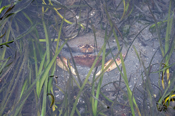 Looking down at two crabs burrowed in sand and sea grass at low tide in Puget Sound, Marina Beach Park, Edmonds, Washington
