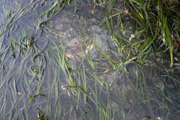 Looking down at two crabs burrowed in sand and sea grass at low tide in Puget Sound, Marina Beach Park, Edmonds, Washington
