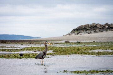 Great blue heron wading in tide pool and fishing at low tide in Puget Sound, Marina Beach Park,...