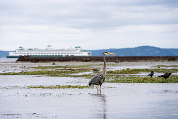 Great blue heron wading in tide pool and fishing at low tide in Puget Sound with ferry in background, Marina Beach Park, Edmonds, Washington
