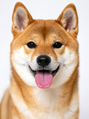 柴犬　AI生成画像