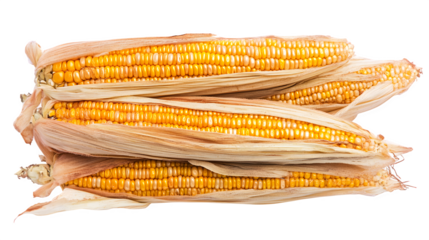 A stack of golden corn cobs with husks partially peeled back, isolated on white background