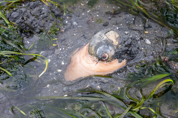 Lewis’s Moon Snail using foot to burrow down into wet sand at low tide, marine environment in...