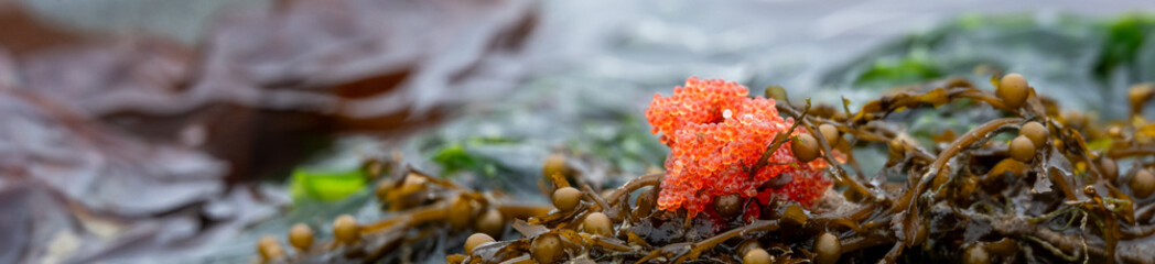 Bright orange fish eggs in piles on brown kelp and green sea grass, on the beach at low tide,...