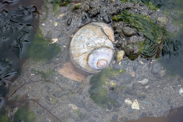 Lewis&rsquo;s Moon Snail using foot to burrow down into wet sand at low tide, marine environment in Puget Sound, Marina Beach Park, Edmonds, Washington
