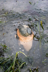 Lewis’s Moon Snail using foot to burrow down into wet sand at low tide, marine environment in...
