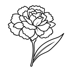 vector illustration of a carnation flower line art transparent PNG