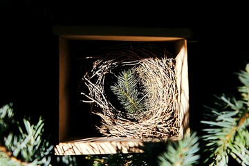 Sunlit Miniature Nest with Evergreen Sprig Encased Within Wooden Frame