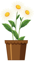 Elegant Daisies in a Brown Flower Pot