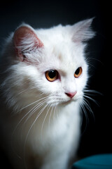 Alert White Cat with Yellow Eyes in Studio Light