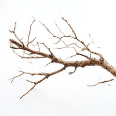 Isolated tree branch twig nature photography against plain backdrop
