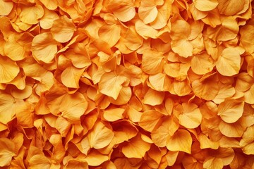 Close-up view of many dried orange flower petals.