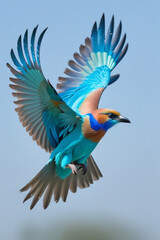 Obraz premium blue and yellow macaw