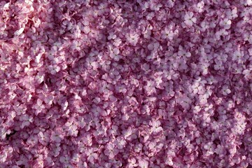 Fototapeta premium Close-up view of a multitude of small, delicate pink flowers.