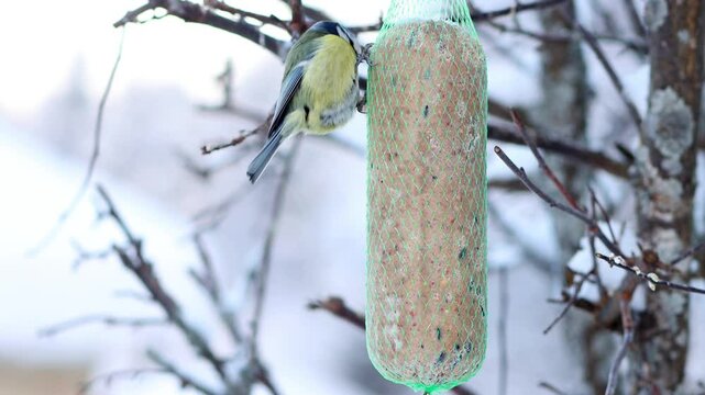In winter, titmice feed on tallow hanging from a tree