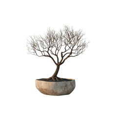 Obraz premium Serene Bonsai Tree in Stone Bowl - Minimalist Zen Garden Aesthetic