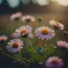 Fototapeta premium daisies in a field