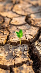 Small Green Sprout Growing from Dry Cracked Earth as a Powerful Symbol of Resilience and Hope in Harsh Condition