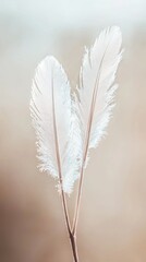 Delicate White Feathers on Soft Beige Background for Tranquil Aesthetics
