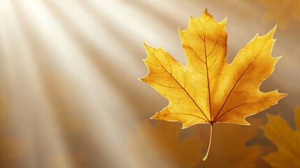 Beautiful Golden Maple Leaf with Soft Rays of Light Background