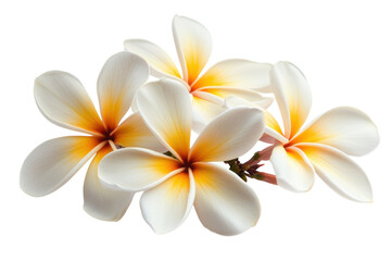 Naklejka premium Exquisite white and yellow plumeria blossoms a trio of tropical flowers against a stark black on transparent background