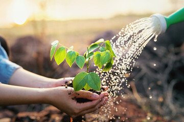 Fototapeta na wymiar person is watering plant with watering can