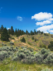 Hillside on Knox Mountain with vibrant green vegetation and bike trails under a blue sky
