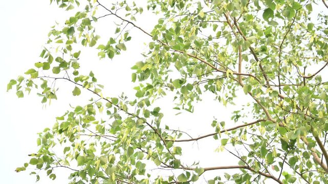 Dalbergia sissoo tree. It's other names &nbsp;North Indian rosewood and shisham. This is a fast growing, hardy&nbsp;deciduous&nbsp;rosewood&nbsp;tree native to the Indian Subcontinent and Southern Iran.
