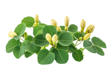 Lush green leaves and pale yellow buds a vibrant botanical image with striking contrast on transparent background