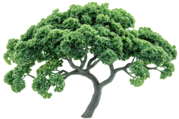 Lush green bonsai tree vibrant foliage isolated on black background detailed branches on transparent background