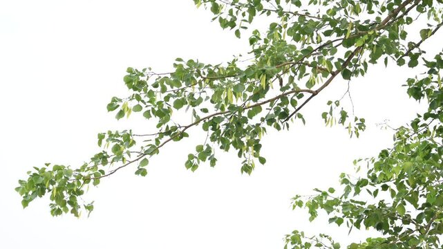 Dalbergia sissoo tree. It's other names &nbsp;North Indian rosewood and shisham. This is a fast growing, hardy&nbsp;deciduous&nbsp;rosewood&nbsp;tree native to the Indian Subcontinent and Southern Iran.
