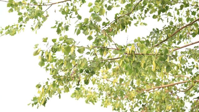 Dalbergia sissoo tree. It's other names &nbsp;North Indian rosewood and shisham. This is a fast growing, hardy&nbsp;deciduous&nbsp;rosewood&nbsp;tree native to the Indian Subcontinent and Southern Iran.

