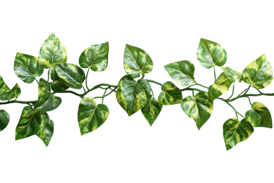 Lush green variegated ivy vine isolated on a black background perfect for design projects and on transparent background