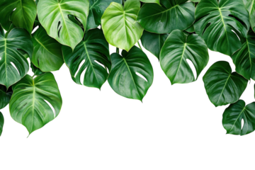 Lush vibrant green monstera leaves on black background perfect for tropical designs and nature on transparent background