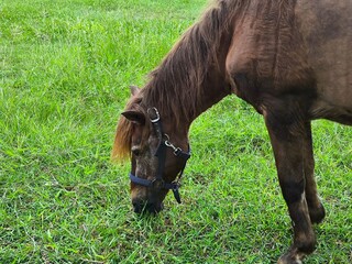 The Brown horse grazing on green