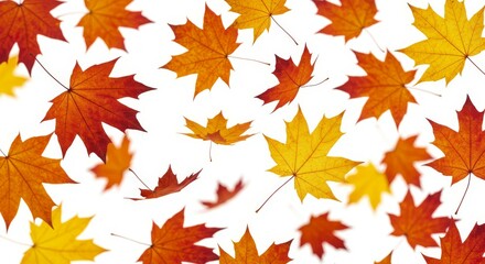 Fototapeta premium Falling Autumn Leaves Isolated on White Background